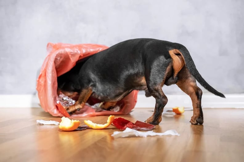 My dog ate raw chicken top